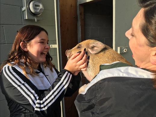 A Washington girl reunited with her pet pig (image via KOMO News)