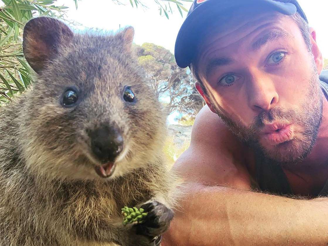 Quokka tourist selfie Australia
