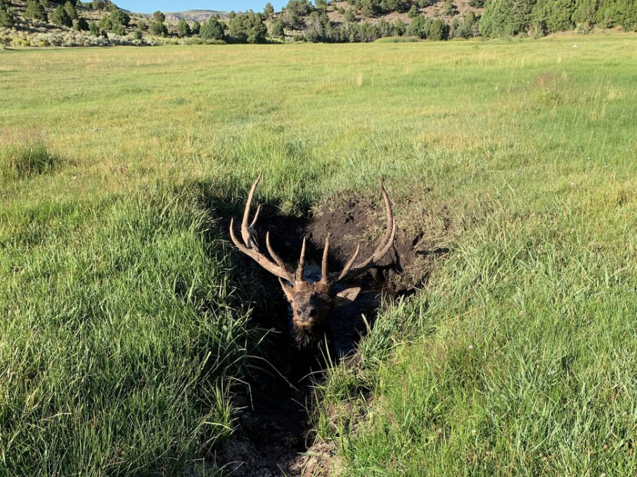 Elk stuck in mud hole
