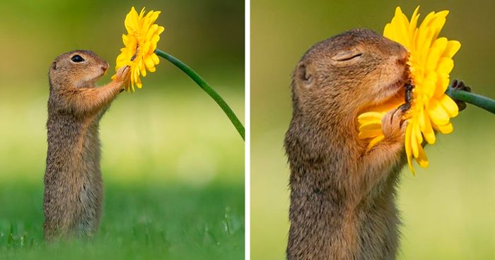 Squirrel smelling a flower