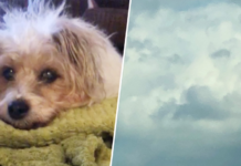 Dog's face in the clouds hours after death
