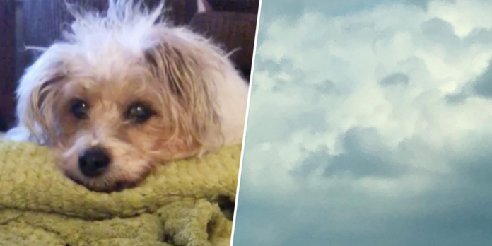 Dog's face in the clouds hours after death